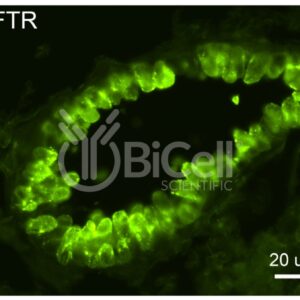 CFTR antibody labeling of mouse tissue