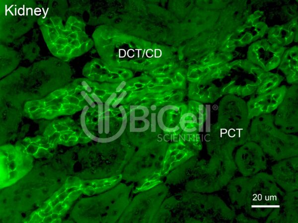 Anti-Claudin-4 (CLDN4) Antibody labeling of mouse tissue