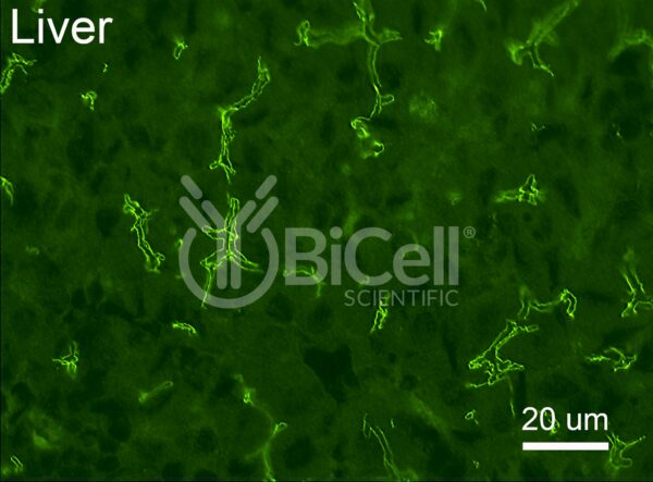 PATJ antibody labeling of mouse liver