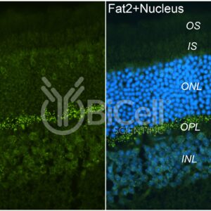 FAT2 antibody labeling of mouse retina