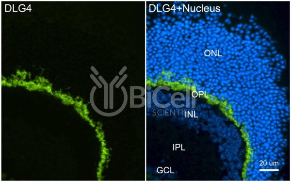 DLG4 (SAP-90 or PSD-95) antibody labeling of mouse retina