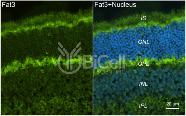 FAT3 antibody labeling of mouse retina