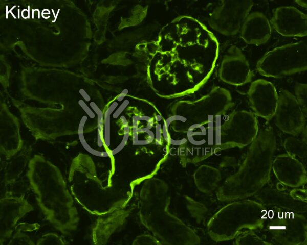 Collagen alpha-1 (IV) (Col4a1) antibody labeling of mouse tissue