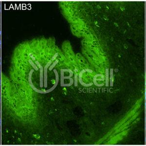Laminin beta-3 (LAMB3) antibody labeling of embryonic mouse skin