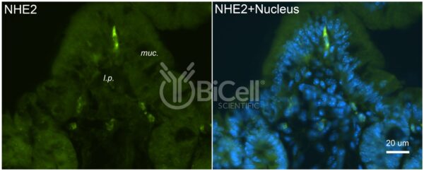 NHE2 (Slc9a2) antibody labeling of mouse tissue