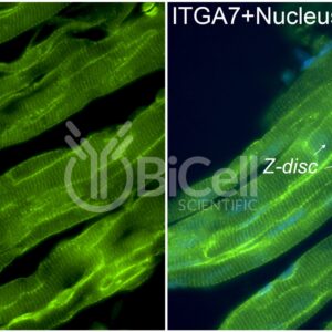 Anti-Integrin alpha-7 (ITGA7) antibody staining of heart