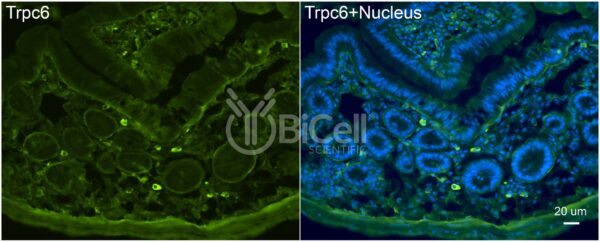 Trpc6 antibody labeling of mouse duodenum