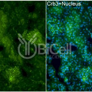CRB3 (crumbs-3) antibody labeling of mouse kidney