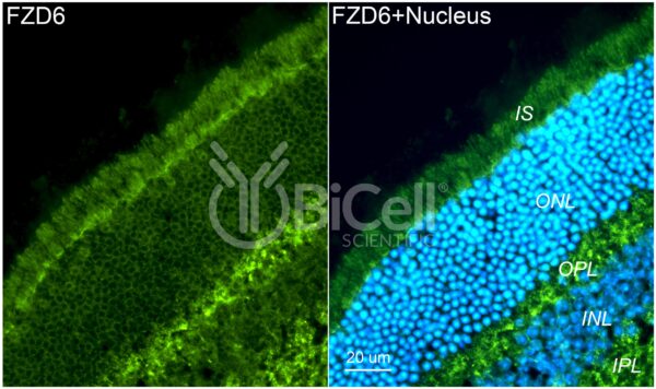 Frizzled-6 (FZD6) antibody labeling of mouse retina