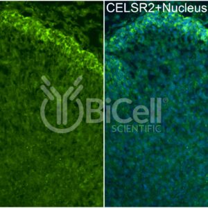 CELSR2 (CDHF10 or Flamingo1) antibody labeling of embryonic mouse brain