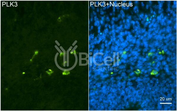 PLK3 (CNK) antibody labeling of embryonic mouse brain