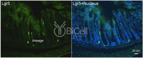 LGR5 (GPR49 or GPR67) antibody labeling of mouse colon