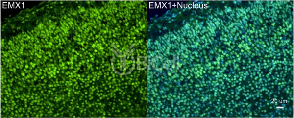 EMX1 antibody labeling of embryonic mouse brain