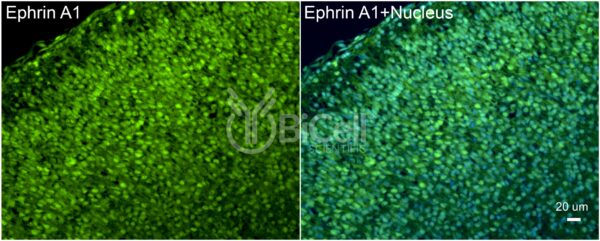 Ephrin A1 (EFNA1) antibody labeling of embryonic mouse brain
