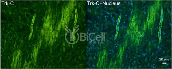 Trk-C (NTRK3) antibody labeling of embryonic mouse brain