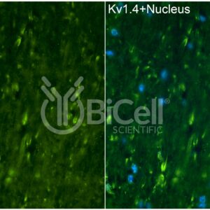 KCNA4 (Kv1.4) antibody labeling of CNS nerve