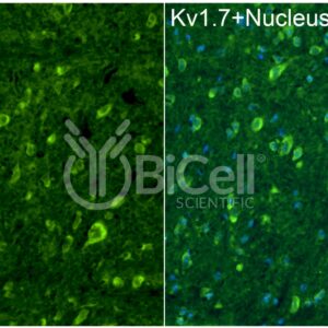 KCNA7 (Kv1.7) antibody labeling of mouse cerebellum