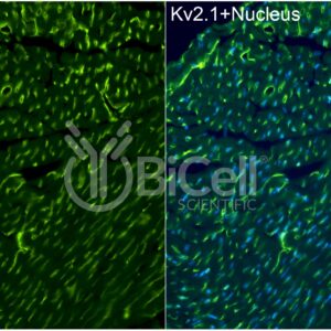 KCNB1 (Kv2.1) antibody labeling of mouse heart