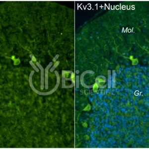 KCNC1 (Kv3.1) antibody labeling of mouse cerebellum