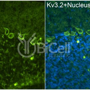 KCNC2 (Kv3.2) antibody labeling of mouse cerebellum