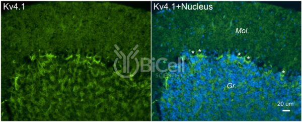 KCND1 (Kv4.1) antibody labeling of mouse cerebellum