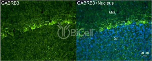 GABRB3 antibody labeling of mouse cerebellum