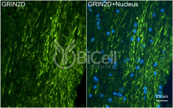 GRIN2D (GluN2D) antibody labeling of mouse cerebellum