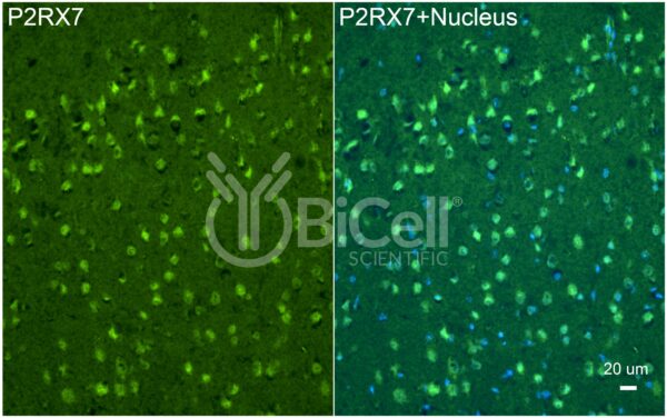 P2RX7 (P2X7) antibody labeling of cerebral cortex