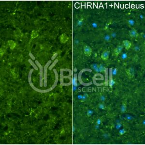 CHRNA1 (ACHRA) antibody labeling of mouse hippocampus