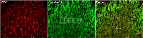 Anti-Claudin-18 (CLDN18) antibody labeling of mouse tissue