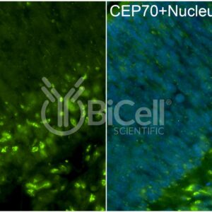 CEP70 antibody labeling embryonic mouse retina