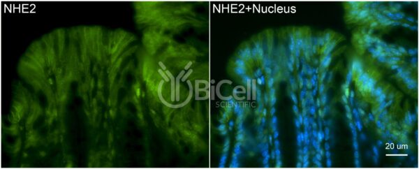 NHE2 (Slc9a2) (rat) antibody labeling of mouse colon
