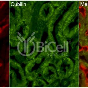 Cubilin (CUBN) antibody labeling of mouse kidney epithelium