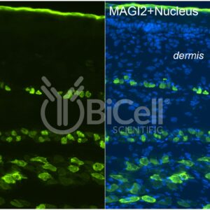 MAGI2 (AIP1 or NPHS15) antibody labeling of embryonic mouse skin