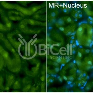 MR (NR3C2) antibody labeling of mouse kidney