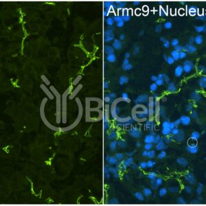 ARMC9 antibody labeling of embryonic mouse liver