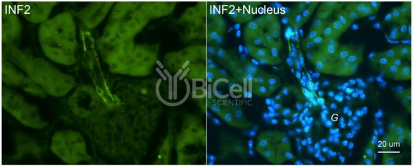 INF2 antibody labeling of mouse kidney