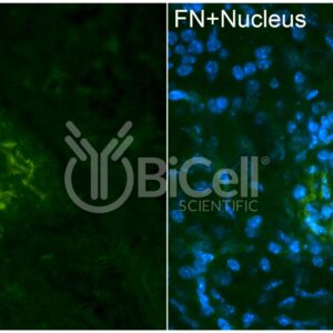 Fibronectin (FN1 or FN) antibody labeling of mouse kidney