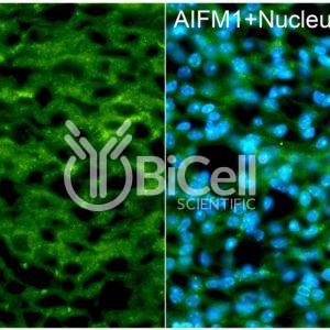 AIFM1 (AIF or AUNX1) antibody labeling of mouse kidney