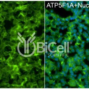 ATP5F1A (ATP5A) antibody labeling of embryonic mouse liver