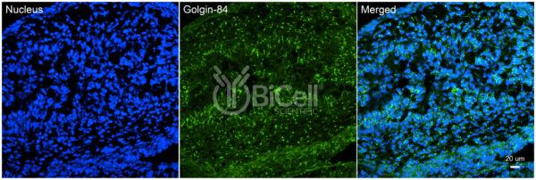 GOLGA5 (Golgin-A5 or Golgin-84) antibody labeling of embryonic mouse intestine