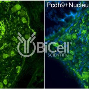 Protocadherin-9 (PCDH9) antibody labeling of embryonic mouse ganglion
