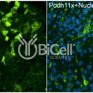 Protocadherin-11 X-linked (PCDH11X or PCDH11) antibody labeling of embryonic mouse neuromuscular junction