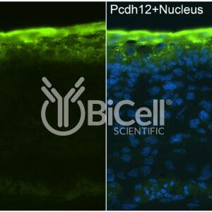 Protocadherin-12 (PCDH12) antibody labeling of embryonic mouse skin