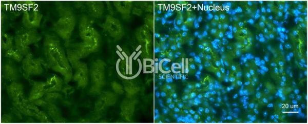 TM9SF2 antibody labeling of mouse kidney