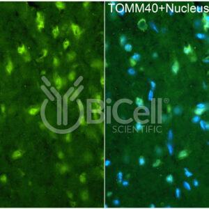 TOMM40 (C19orf1) antibody labeling of mouse brain