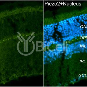 Piezo2 antibody labeling of mouse retina