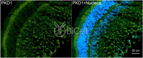 Polycystin-1 (PKD1) monoclonal antibody (B2 clone) labeling of mouse retina
