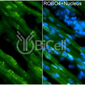 ROBO4 antibody labeling of embryonic mouse heart