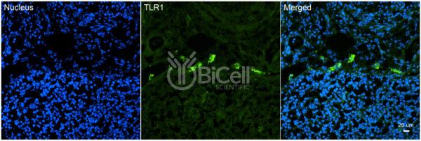 Toll-like receptor 1 (TLR1 or CD281) antibody of embryonic mouse leukocytes